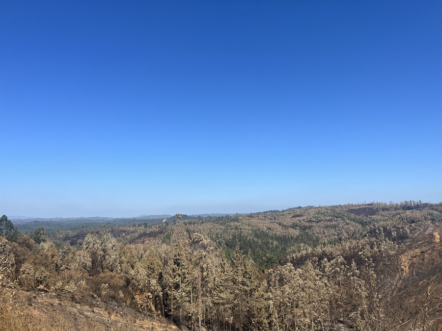 CMPC logra contener incendio de Laja, mientras persisten los esfuerzos por frenar el de Santa Olga, en las comunas de Cholchol y Nueva Imperial