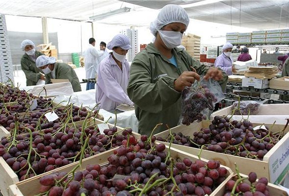 Exportación de uvas desde Biobío: identifican oportunidad de crecimiento con inminente firma de protocolo con EE.UU.