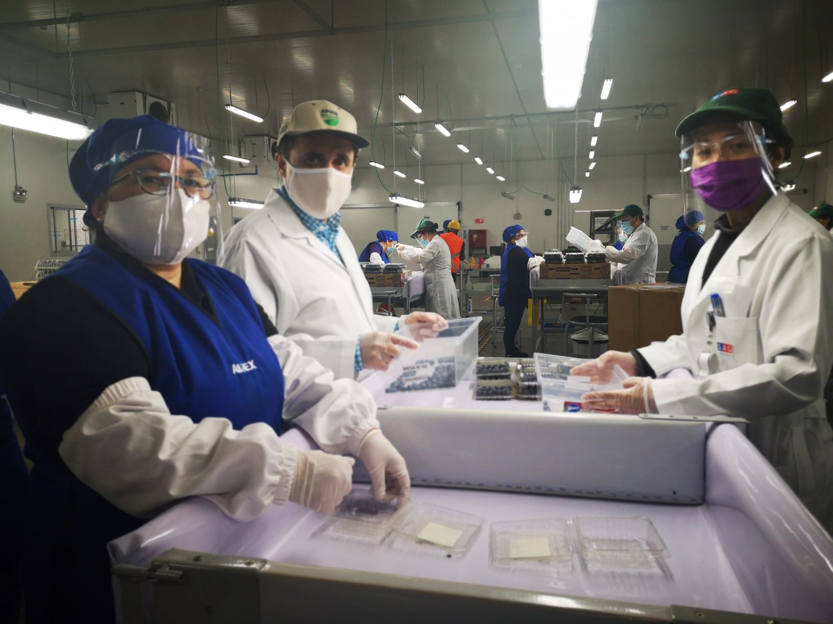 Comienza preparación para nueva temporada de exportación de arándanos a Estados Unidos