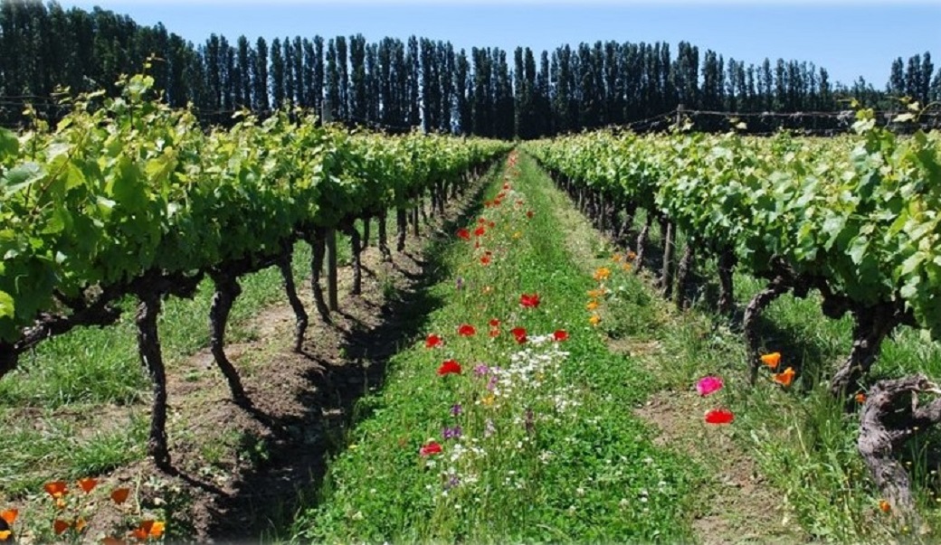 Seminario reunirá a especialistas que analizarán proyección de la agroecología en Chile