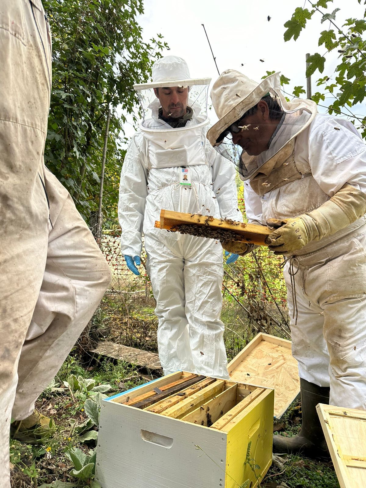 Tres apicultores de Santa Bárbara  exportan abejas reinas a Canadá