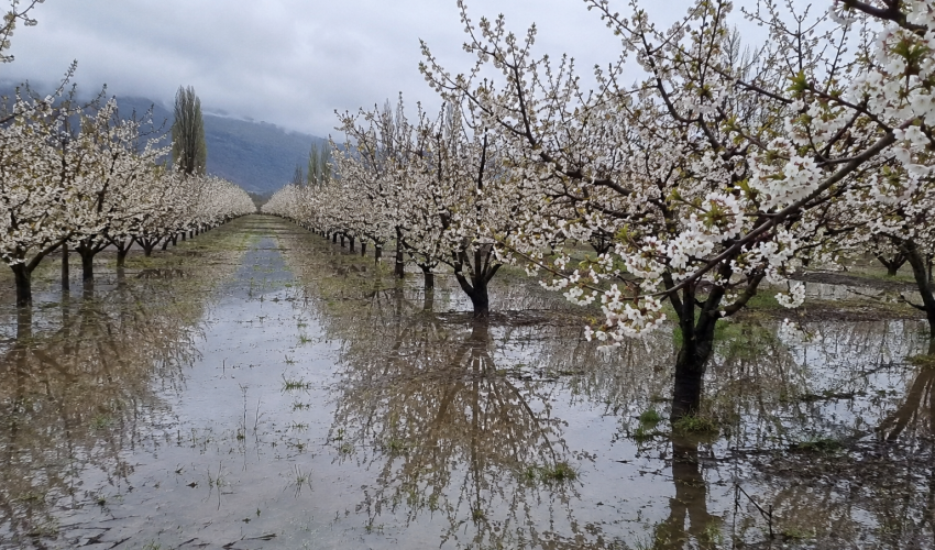Fenómeno de “El Niño” eleva riesgo de lluvias intensas durante la floración de especies frutales