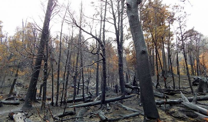 Productores de leña certificada prevén aumento de venta ilegal de astillas tras incendios forestales