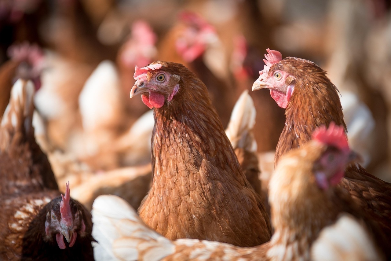 Chile se autodeclara País Libre de Influenza Aviar Altamente Patógena en aves de corral