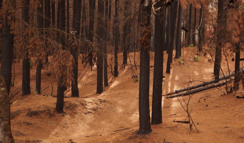 Advierten que suelos quemados repelerán las lluvias provocando eventuales aluviones el próximo invierno