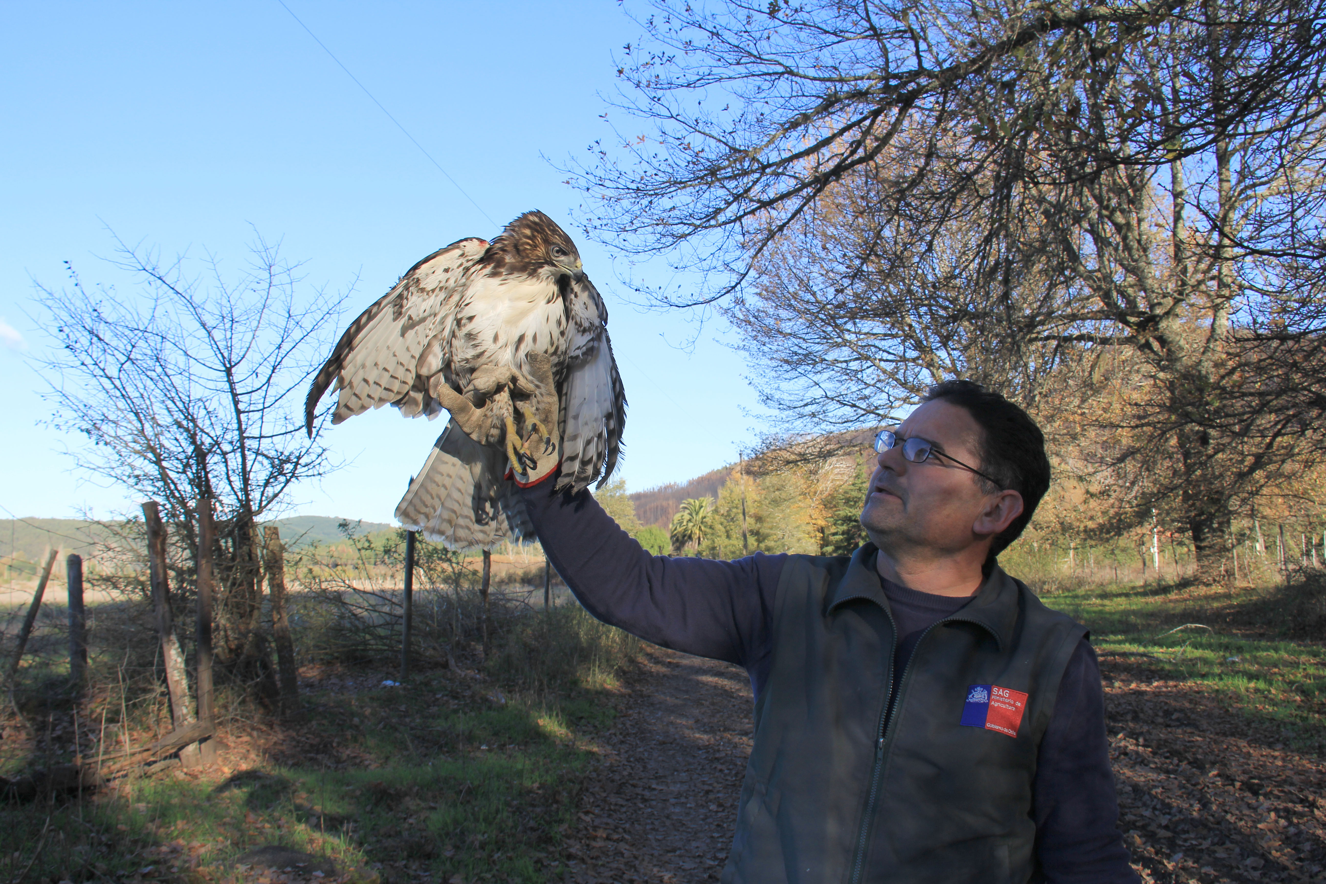 SAG Biobío entrega recomendaciones ante la presencia de ejemplares de fauna silvestre afectados por incendios forestales