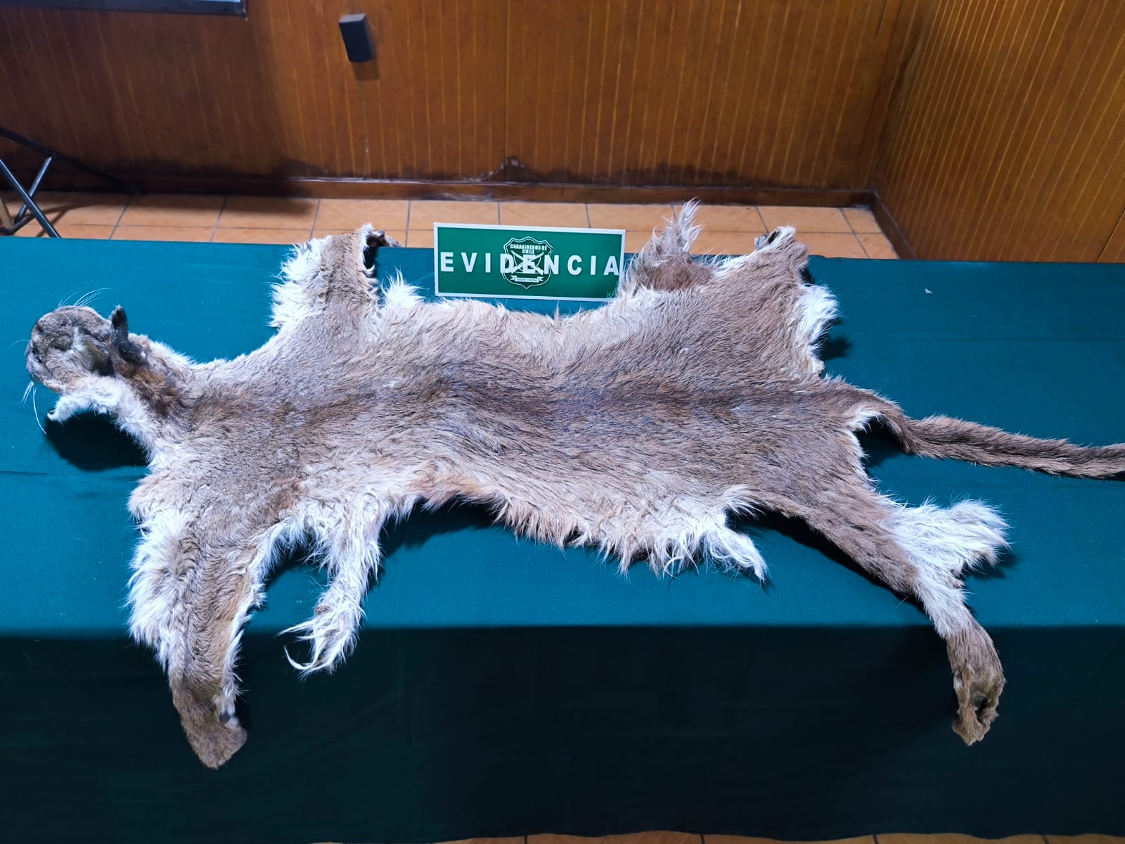 SAG Biobío y Carabineros de Chile incautan piel de puma en Mulchén   