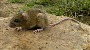Minsal declara alerta sanitaria por hantavirus: Estará vigente hasta 2027 entre Atacama y Magallanes