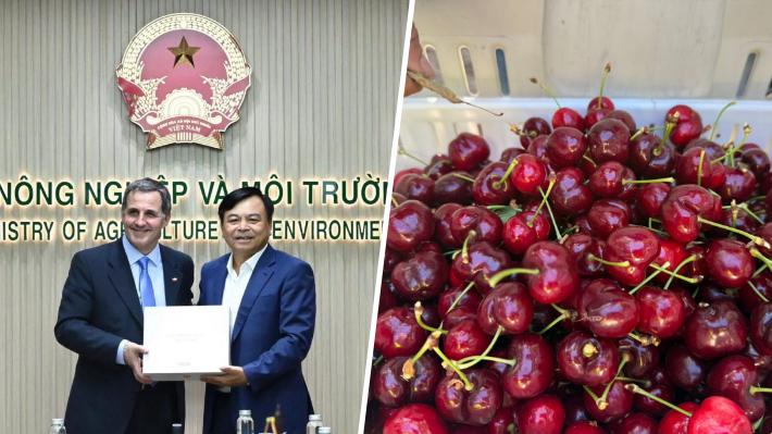 Luz de esperanza para las cerezas: Chile logra flexibilizar ingreso a Vietnam y espera seguir abriendo mercados  