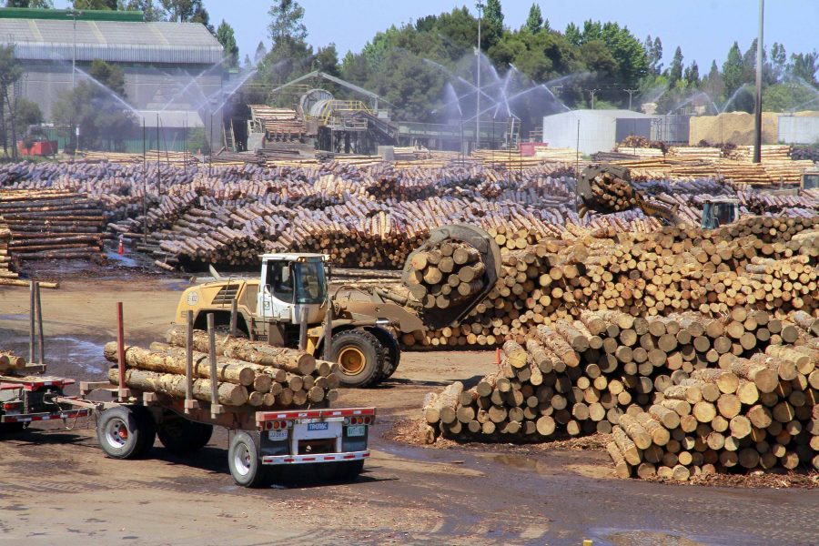 Crisis en sector forestal: congresistas plantean ideas para reactivar la industria en Biobío