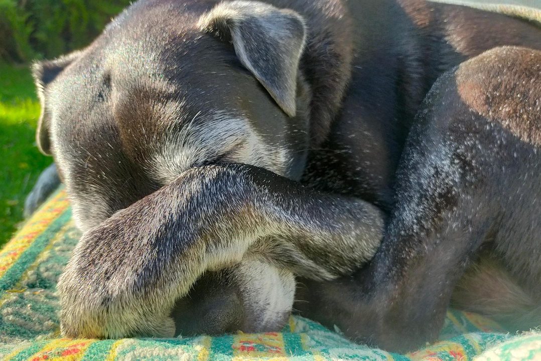 Demencia en perros: cómo identificar esta enfermedad en tu mascota