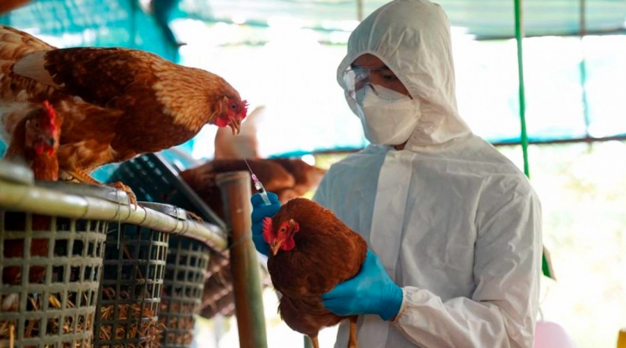 ¿Cómo se contagia?, ¿qué síntomas presenta?: Lo que hay que saber tras el primer caso de influenza aviar en humanos