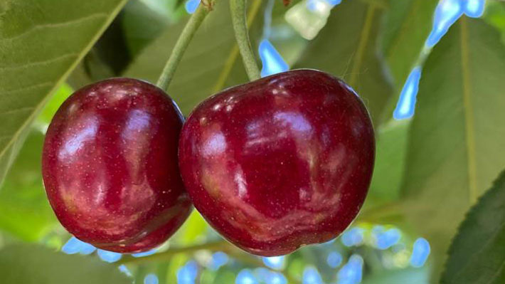 Chile no reducirá envíos de cerezas pese a crisis por sobrestock: Proyecta récord esta temporada  